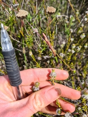 Phylica selaginoides