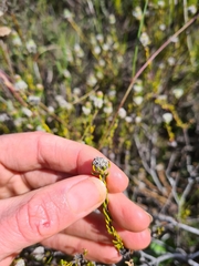 Phylica selaginoides