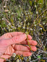 Phylica selaginoides