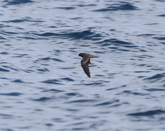 Hydrobates microsoma