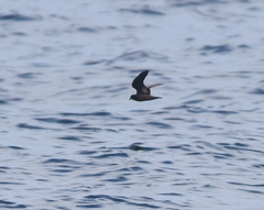 Hydrobates microsoma