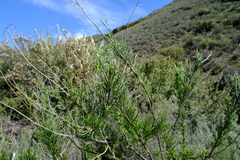 Anginon fruticosum