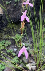 Disa obliqua