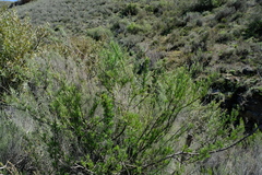 Anginon fruticosum