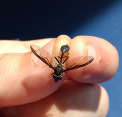 Salpingogaster