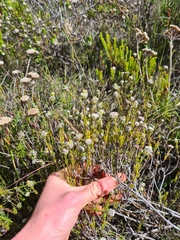 Phylica selaginoides