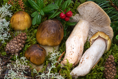 Tricholoma arvernense