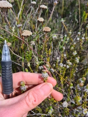 Phylica selaginoides