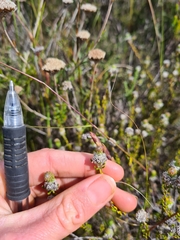 Phylica selaginoides