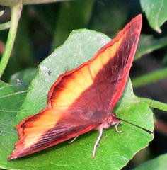 Eurytela dryope angulata