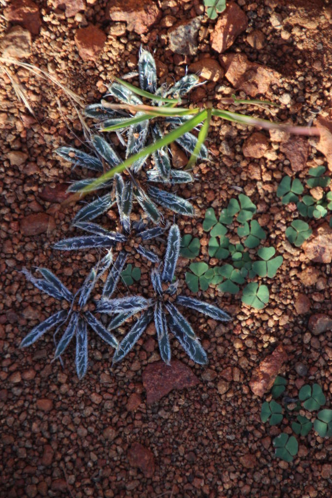 Gethyllis longistyla, Pixley ka Seme, ZA-NC, ZA