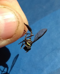 Salpingogaster