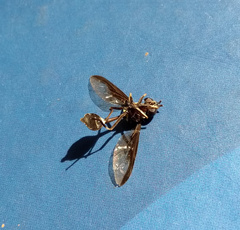 Salpingogaster