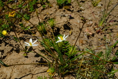 Pauridia serrata albiflora