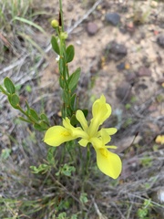 Moraea neglecta