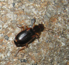 Cymindis limbata