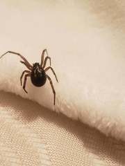 Steatoda