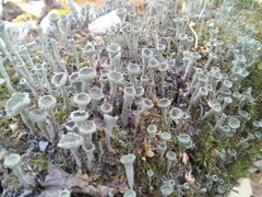 Cladonia
