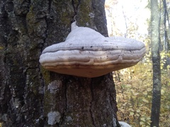 Fomes fomentarius