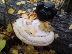 Fomes fomentarius