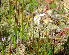 Cyanella alba alba