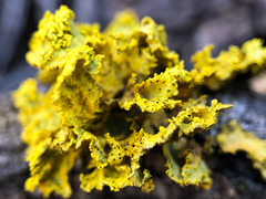 Vulpicida canadensis