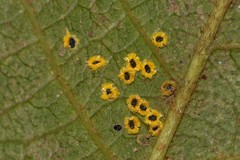 Aleurocanthus ceracroceus