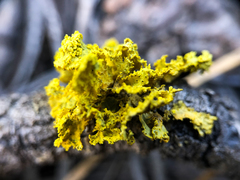 Vulpicida canadensis