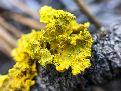 Vulpicida canadensis