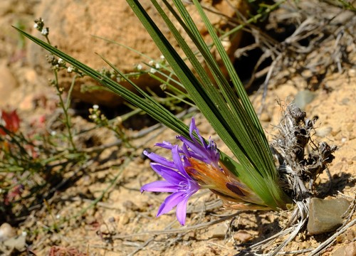 Paperbract Bobbejaantjie (Babiana papyracea)