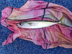 Scomber australasicus