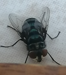 Chrysomya chloropyga