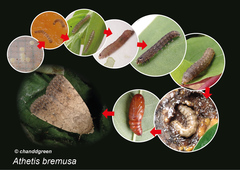 Athetis bremusa