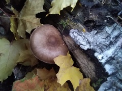 Pluteus