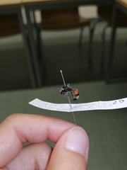 Trogaspidia catanensis