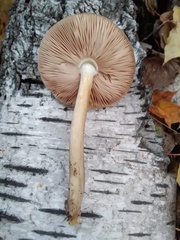 Pluteus