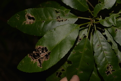 Croton verreauxii