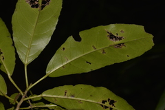 Croton verreauxii