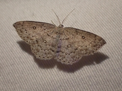 Cyclophora pendulinaria