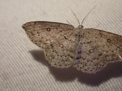 Cyclophora pendulinaria