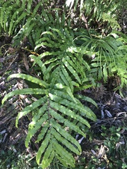Blechnum novae-zelandiae
