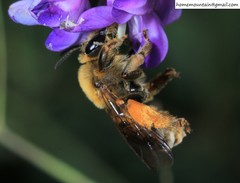 Eucera interrupta