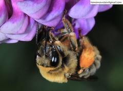 Eucera interrupta