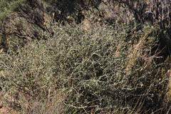 Pegolettia retrofracta