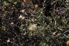 Pegolettia retrofracta