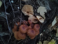 Flammulina