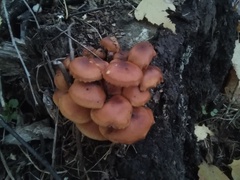 Flammulina