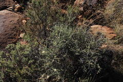 Pegolettia retrofracta