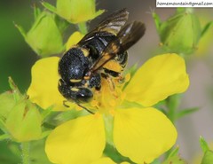 Anthidiellum boreale