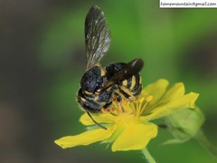 Anthidiellum boreale